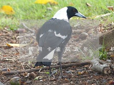 信用卡逾期五年  机票